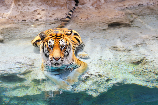 Picture of a bengal tiger near the water