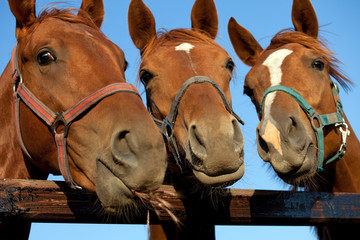 Closeup of three  heads of a horses