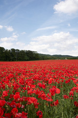 Poppy Field