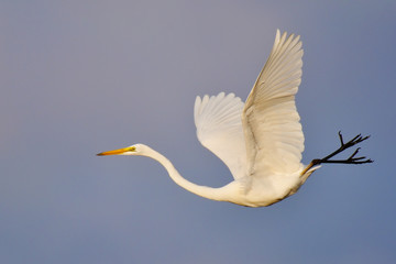 egret flying