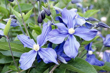 Clematis