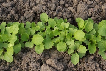 Rübstielpflänzchen im Gemüsebeet