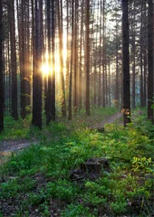Tuinposter sunset in the woods © vlntn