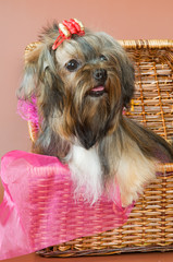 Lap dog in a bast basket