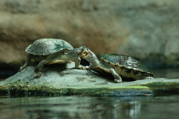 two turtles and kiss