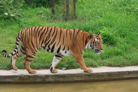 tiger