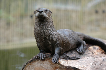 Otter