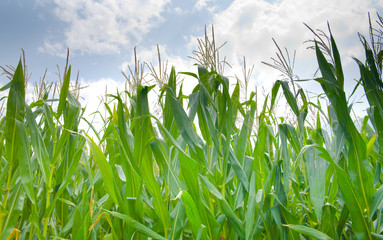 Obraz premium Cornfield