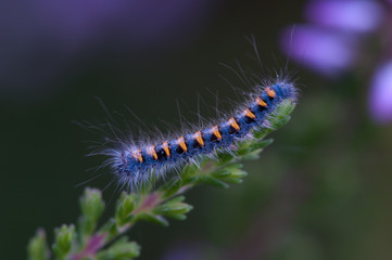 Junge Eichenspinnerraupe (Lasiocampa quercus), Haspelmoor