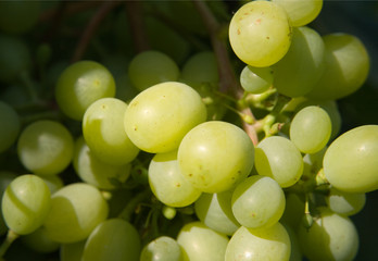 green grapes