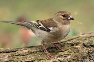 Buchfink