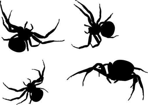 silhouettes of four spiders