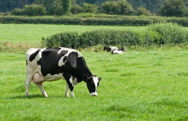 Poster de jardin Vache Vache laitière au pâturage