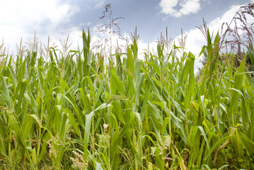 Field of corn