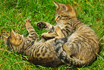 Two kittens playing on  a green grass