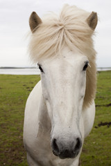 Islandpony