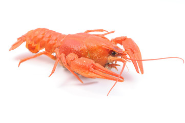 Crayfish
