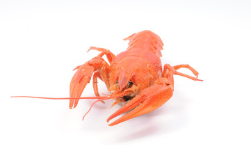 Crayfish