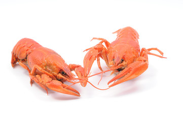 Crayfishes