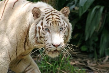 White tiger