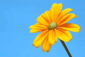 Isolated Sunflower on blue background