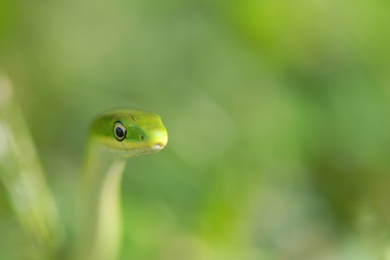Green Travel