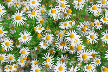 flower  chamomile meadow  close-up