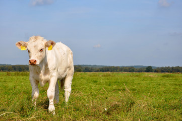 Kalb auf der Weide