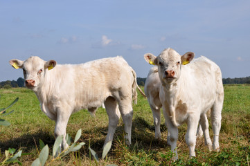 Junge Rinder stehen auf der Weide und schauen neugierig