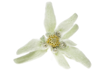 edelweiss