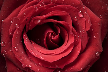 Beautiful rose with dew drops