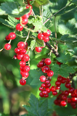 Banch of red currant