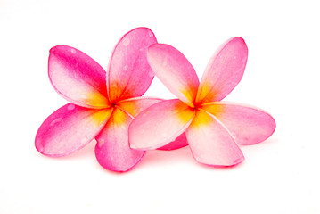 Frangipani flowers