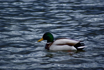 Male duck floating on the river