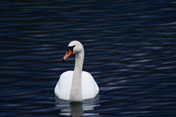 White male swan floating on river