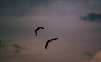 Two ducks flying on evening sky