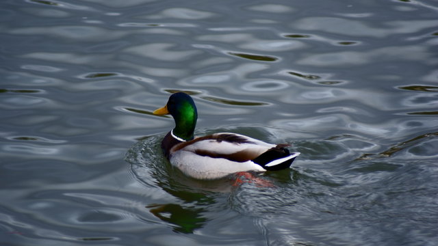 Male duck floating on the river