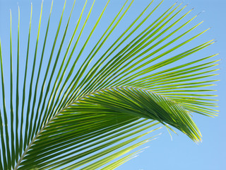 palme sur ciel bleu