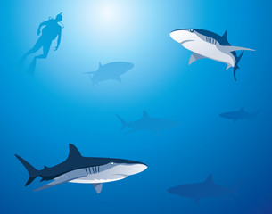 Fototapeta premium Shark Background