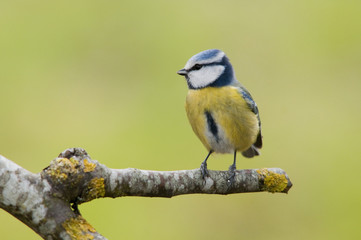 Mésange bleue (Parus caeruleus)