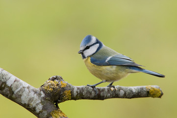 Mésange bleue (Parus caeruleus)