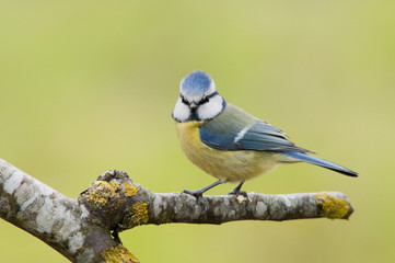 Mésange bleue (Parus caeruleus)