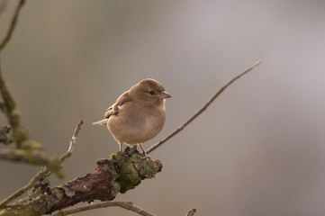 Pinson des arbres femelle (Fringilla coelebs)
