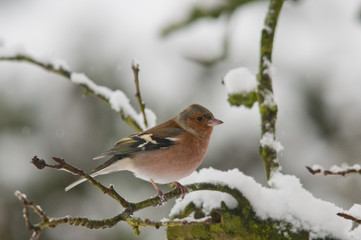 Pinson des arbres mâle (Fringilla coelebs)