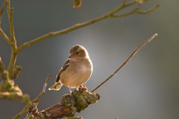Pinson des arbres femelle (Fringilla coelebs)