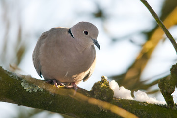 Tourterelle turque (Streptopelia decaocto)
