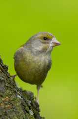 Verdier d'Europe (Carduelis chloris - Greenfinch)