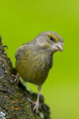Verdier d'Europe (Carduelis chloris - Greenfinch)