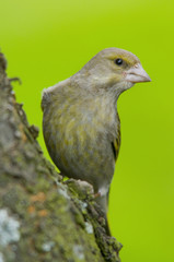 Verdier d'Europe (Carduelis chloris - Greenfinch)