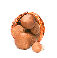 Wattled basket with ceps